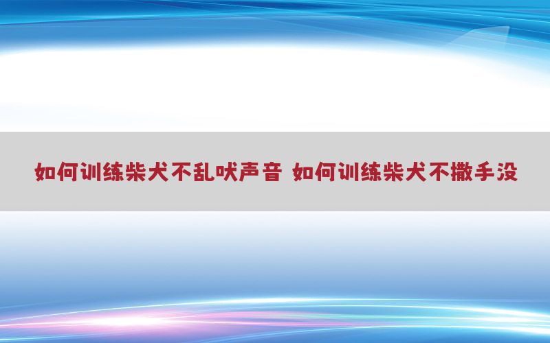 如何训练柴犬不乱吠声音（如何训练柴犬不撒手没）